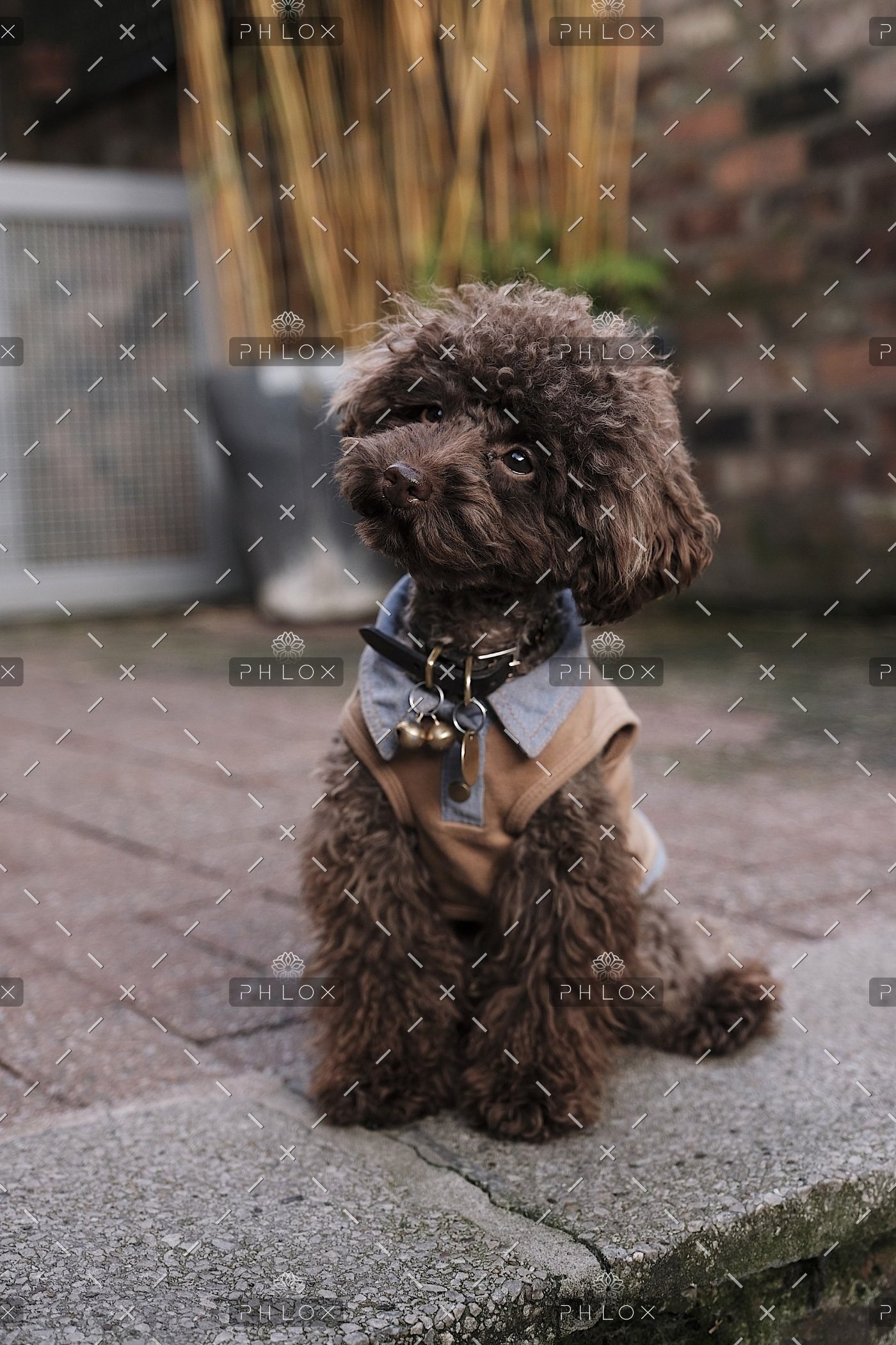 demo attachment 511 the poodle gang 369918 unsplash
