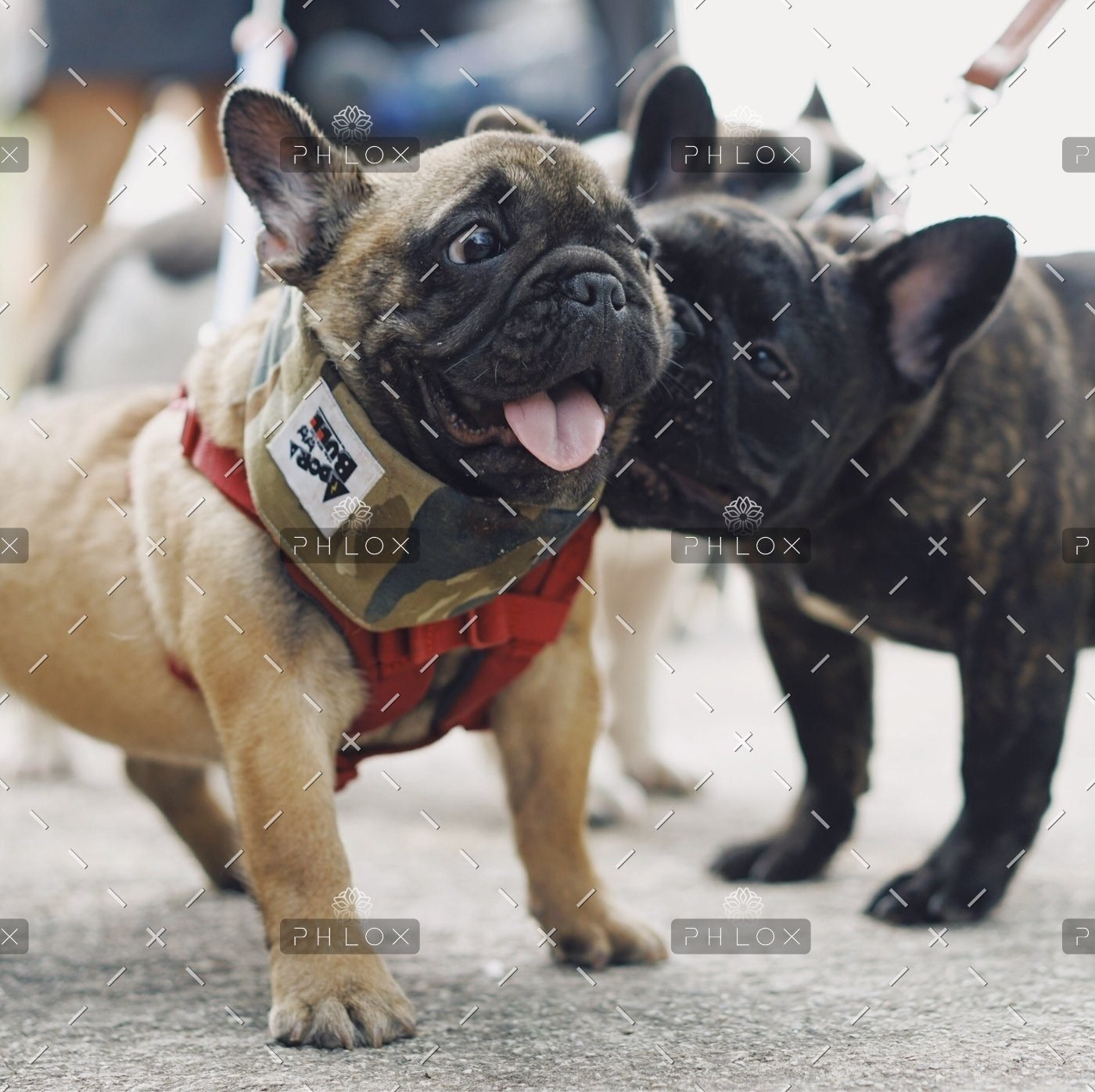 demo attachment 529 for chen 654769 unsplash 1 1