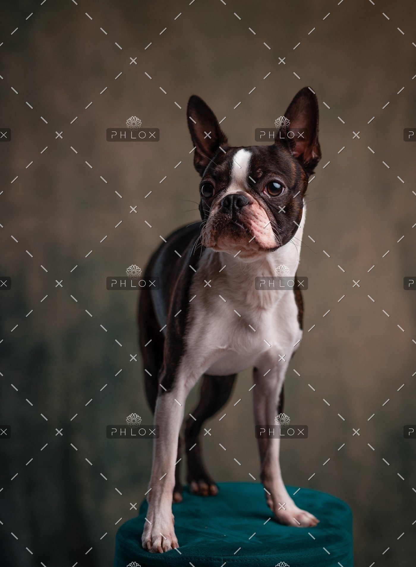 demo attachment 515 janko ferlic 1187845 unsplash
